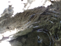 cantara gurne23122011 156